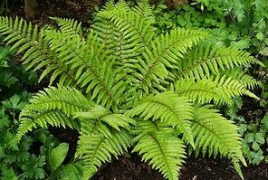 静脈瘤の治療のための湿布